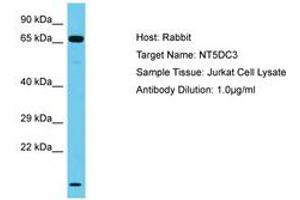 Image no. 1 for anti-5'-Nucleotidase Domain Containing 3 (NT5DC3) (AA 437-486) antibody (ABIN6750612) (NT5DC3 antibody  (AA 437-486))