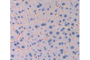 Used in DAB staining on fromalin fixed paraffin- embedded Kidney tissue (CD236/GYPC antibody  (AA 1-95))