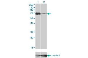 Western blot analysis of MAP3K7 over-expressed 293 cell line, cotransfected with MAP3K7 Validated Chimera RNAi ( Cat # H00006885-R02V ) (Lane 2) or non-transfected control (Lane 1). (MAP3K7 antibody  (AA 1-579))