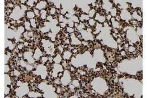 ABIN6277068 at 1/100 staining Mouse lung tissue by IHC-P. (HCK antibody  (C-Term))