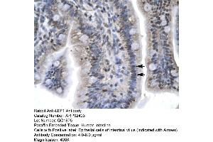 Human Intestine (LEF1 antibody  (C-Term))