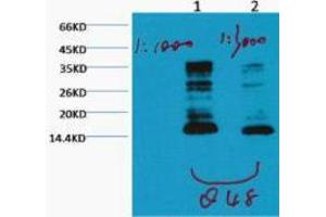 Western Blotting (WB) image for anti-Histone 3 (H3) (H3K79me) antibody (ABIN3181169) (Histone 3 antibody  (H3K79me))