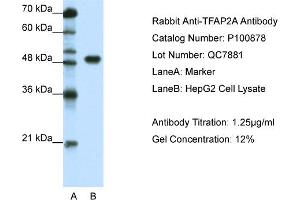 WB Suggested Anti-TFAP2A  Antibody Titration: 1. (TFAP2A antibody  (C-Term))
