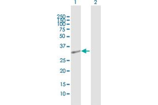SSBP1 antibody  (AA 1-211)