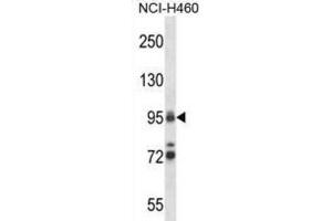 Western Blotting (WB) image for anti-Topoisomerase (DNA) I (TOP1) antibody (ABIN2997609) (Topoisomerase I antibody)