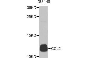 Western blot analysis of extracts of DU 145 cells, using CCL2 Antibody (ABIN5974379) at 1/1000 dilution. (CCL2 antibody)
