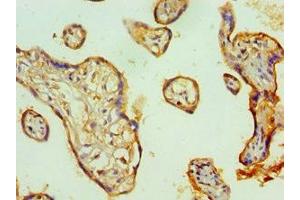 Immunohistochemistry of paraffin-embedded human placenta tissue using ABIN7172211 at dilution of 1:100 (TFPI2 antibody  (AA 23-235))