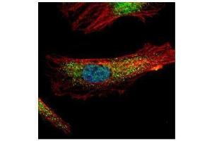 ICC/IF Image Confocal immunofluorescence analysis (Olympus FV10i) of paraformaldehyde-fixed HeLa, using PDCD6, antibody (Green) at 1:500 dilution. (PDCD6 antibody)