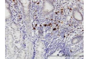 Image no. 1 for anti-RasGEF Domain Family, Member 1C (RASGEF1C) (AA 168-261) antibody (ABIN599341) (RASGEF1C antibody  (AA 168-261))
