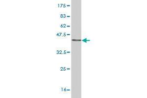 Western Blot detection against Immunogen (36. (CPSF6 antibody  (AA 37-136))