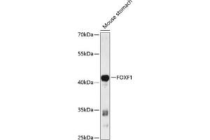 Western blot analysis of extracts of mouse stomach, using FOXF1 antibody (ABIN6127912, ABIN6140747, ABIN6140748 and ABIN6216845) at 1:3000 dilution. (FOXF1 antibody  (AA 160-379))