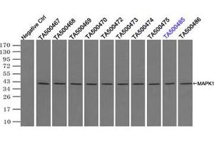 Image no. 2 for anti-Mitogen-Activated Protein Kinase 1 (MAPK1) antibody (ABIN1499289) (ERK2 antibody)