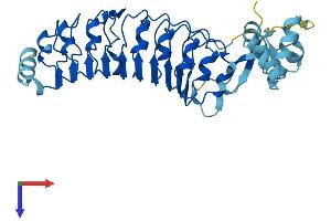 Leucine Rich Repeat Containing 69 (LRRC69) (AA 1-347) protein (His tag)