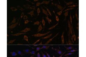 Immunofluorescence analysis of L929 cells using P90RSK Polyclonal Antibody at dilution of 1:100. (RPS6KA3 antibody)