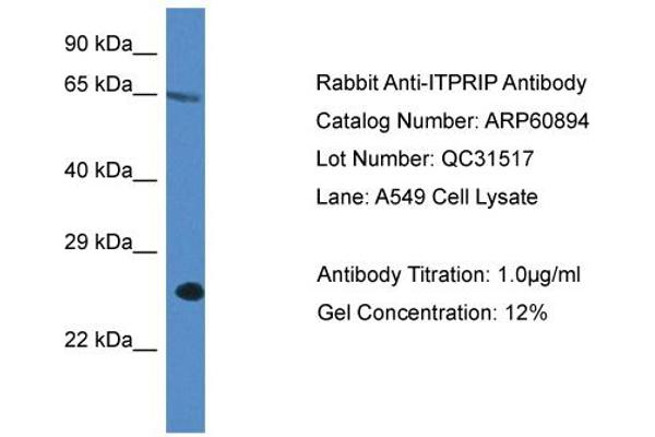 ITPRIP antibody  (C-Term)