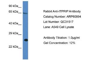Western Blotting (WB) image for anti-Inositol 1,4,5-Trisphosphate Receptor Interacting Protein (ITPRIP) (C-Term) antibody (ABIN2788618) (ITPRIP antibody  (C-Term))