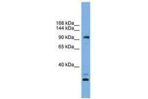 CCDC110 antibody  (AA 719-768)