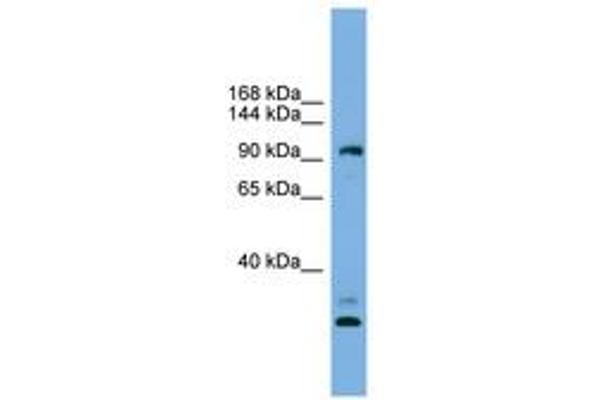 CCDC110 antibody  (AA 719-768)