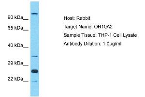 Host: Rabbit Target Name: OR10A2 Sample Type: THP-1 Whole Cell lysates Antibody Dilution: 1.