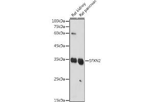 Western blot analysis of extracts of various cell lines, using SFXN2 antibody (ABIN7270295) at 1:1000 dilution. (SFXN2 antibody  (AA 10-90))