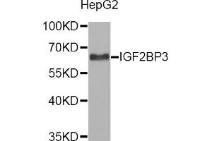 Western Blotting (WB) image for anti-Insulin-Like Growth Factor 2 mRNA Binding Protein 3 (IGF2BP3) antibody (ABIN1873170) (IGF2BP3 antibody)