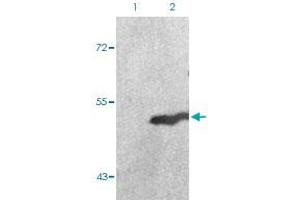 Western blot analysis of Lane 1: 293 cells, Lane 2: serum treated 293 cells with GSK3A (phospho S21) polyclonal antibody  at 1:500-1:1000 dilution. (GSK3 alpha antibody  (pSer21))