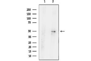 anti-Signal-Regulatory Protein beta 1 (SIRPB1) antibody
