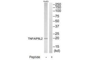Western blot analysis of extracts from HuvEc cells, using TNFAIP8L2 antibody. (TNFAIP8L2 antibody)