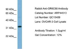 WB Suggested Anti-OR6C68  Antibody Titration: 0. (OR6C68 antibody  (N-Term))
