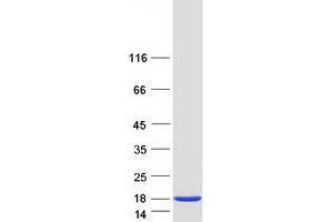 Validation with Western Blot (DDT Protein (Transcript Variant 2) (Myc-DYKDDDDK Tag))