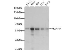 Western blot analysis of extracts of various cell lines, using MGAT4A antibody.