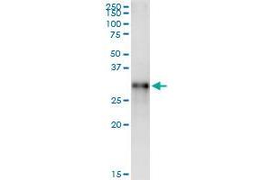 Immunoprecipitation of RGS20 transfected lysate using anti-RGS20 MaxPab rabbit polyclonal antibody and Protein A Magnetic Bead , and immunoblotted with RGS20 purified MaxPab mouse polyclonal antibody (B01P) . (RGS20 antibody  (AA 1-241))