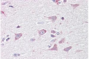 Anti-GOLGA6 antibody IHC staining of human brain, cortex. (GOLGA6A antibody  (AA 536-547))