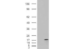 HEK293 overexpressing FABP2 (ABIN5381143) and probed with ABIN190807 (mock transfection in first lane).