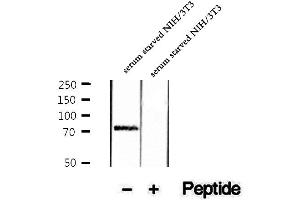 Western blot analysis of extracts of serum starved NIH/3T3 cells, using Phospho-Sin1 (Thr86) Antibody . (MAPKAP1 antibody  (pThr86))