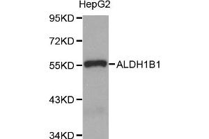 Western Blotting (WB) image for anti-Aldehyde Dehydrogenase 1 Family, Member B1 (ALDH1B1) antibody (ABIN1870924) (ALDH1B1 antibody)