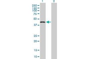 Western Blot analysis of ZNF302 expression in transfected 293T cell line by ZNF302 MaxPab polyclonal antibody.
