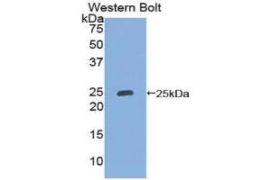 Western Blotting (WB) image for anti-Lipocalin 2 (LCN2) (AA 21-198) antibody (ABIN3206738) (Lipocalin 2 antibody  (AA 21-198))
