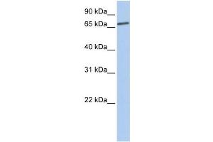 Western Blotting (WB) image for anti-Lanosterol Synthase (2,3-Oxidosqualene-Lanosterol Cyclase) (LSS) antibody (ABIN2458612) (LSS antibody)