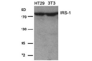 Image no. 2 for anti-Insulin Receptor Substrate 1 (IRS1) (Ser639) antibody (ABIN197468) (IRS1 antibody  (Ser639))