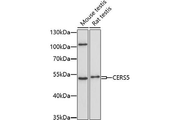 LASS5 antibody  (AA 1-100)