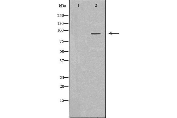 MALT1 antibody  (Internal Region)