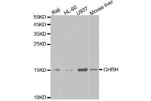 Western Blotting (WB) image for anti-Growth Hormone Releasing Hormone (GHRH) antibody (ABIN1876531)