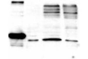 Image no. 2 for anti-Second Mitochondria-Derived Activator of Caspase (DIABLO) (AA 56-239) antibody (ABIN221172) (DIABLO antibody  (AA 56-239))