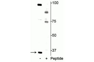 Western blot of jurkat cell lysate showing specific immunolabeling of the ~34 kDa REDD1 protein phosphorylated at Thr23/25 in the first lane (-).