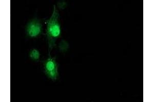 Anti-PNMT mouse monoclonal antibody (ABIN2454519) immunofluorescent staining of COS7 cells transiently transfected by pCMV6-ENTRY PNMT (RC206586). (PNMT antibody)