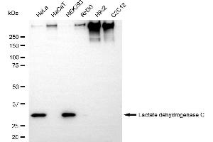 Western blotting analysis using lactate dehydrogenase C antibody (ABIN7799225). (Recombinant Lactate Dehydrogenase C antibody)