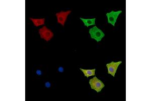 ABIN7096596 and ABIN7100660 staining HepG2 cells by IF/ICC. (MPP2 antibody)