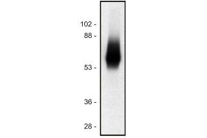 TRIM antibody  (Intracellular) (PE)