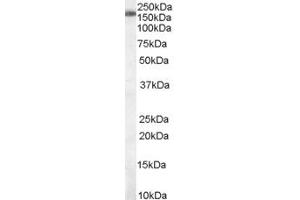 ABIN184889 staining (0. (SART3 antibody  (C-Term))
